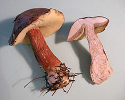 Boletus badius.